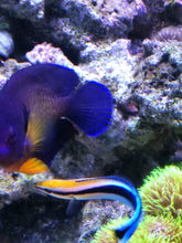 Lade das Bild in den Galerie-Viewer, Centropyge bispinosa