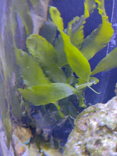 Lade das Bild in den Galerie-Viewer, Caulerpa prolifera - Breitblatt-Caulerpa (kleine Portion)
