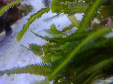 Lade das Bild in den Galerie-Viewer, Caulerpa taxifolia (kleinePortion)
