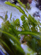Lade das Bild in den Galerie-Viewer, Caulerpa taxifolia - Fieder-Caulerpa (kleinePortion)