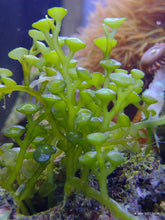 Lade das Bild in den Galerie-Viewer, Caulerpa chemnitzia var. Turbinata - Turbinat Caulerpa(kleine Portion)
