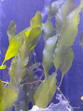 Lade das Bild in den Galerie-Viewer, Caulerpa prolifera - Breitblatt-Caulerpa (kleine Portion)
