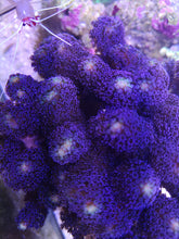 Lade das Bild in den Galerie-Viewer, Stylophora Milka