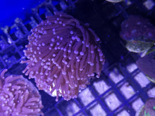 Lade das Bild in den Galerie-Viewer, Euphyllia Glabrescens Black Torch