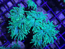 Lade das Bild in den Galerie-Viewer, Euphyllia Glabrescens toxic green