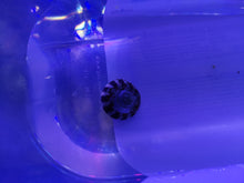 Lade das Bild in den Galerie-Viewer, Trochus histrio – Histrio Kreiselschnecke