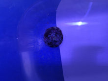 Lade das Bild in den Galerie-Viewer, Trochus histrio – Histrio Kreiselschnecke