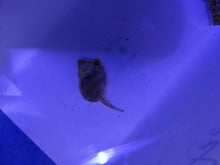 Lade das Bild in den Galerie-Viewer, Nassarius coronatus – Kronen-Nassarius Schnecke