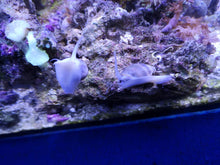 Lade das Bild in den Galerie-Viewer, Nassarius coronatus – Kronen-Nassarius Schnecke