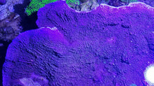 Lade das Bild in den Galerie-Viewer, Montipora Sp.Lila Steinkoralle