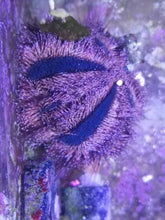 Lade das Bild in den Galerie-Viewer, Mespilia Globulus - Kugelseeigel