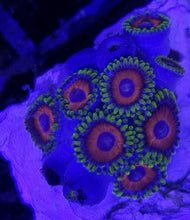 Lade das Bild in den Galerie-Viewer, Zoanthus sp – Zoanthus "Watermelon"