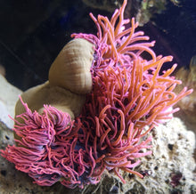 Lade das Bild in den Galerie-Viewer, Kupferanemone Quadricolor Blasenaemone