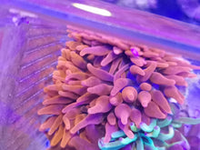 Lade das Bild in den Galerie-Viewer, Kupferanemone Quadricolor Blasenaemone