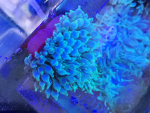 Lade das Bild in den Galerie-Viewer, Entacmaea quadricolor - Blasenanemone grün