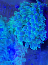 Lade das Bild in den Galerie-Viewer, Entacmaea quadricolor - Blasenanemone grün