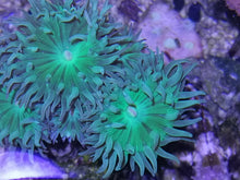 Lade das Bild in den Galerie-Viewer, Bartkoralle Axifuga ultra green 1 Polyp
