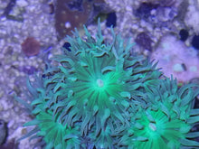 Lade das Bild in den Galerie-Viewer, Bartkoralle Axifuga ultra green 1 Polyp