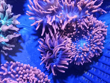 Lade das Bild in den Galerie-Viewer, Kupferanemone Quadricolor Blasenaemone