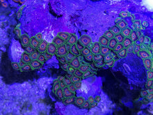 Lade das Bild in den Galerie-Viewer, Zoanthus sp – Zoanthus "Watermelon"
