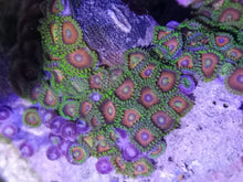 Lade das Bild in den Galerie-Viewer, Zoanthus sp – Zoanthus "Watermelon"