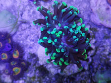 Lade das Bild in den Galerie-Viewer, Euphyllia glabrescens – Bicolor Fackelkoralle