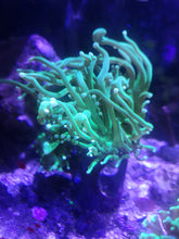 Lade das Bild in den Galerie-Viewer, Euphyllia Glabrescens toxic green