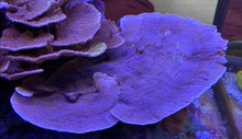 Lade das Bild in den Galerie-Viewer, Montipora Sp.Lila Steinkoralle