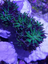 Lade das Bild in den Galerie-Viewer, Galaxea - Kristallkoralle
