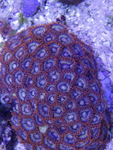 Lade das Bild in den Galerie-Viewer, Zoanthus fire and ice 5+ Polypen