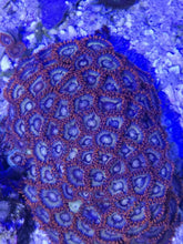 Lade das Bild in den Galerie-Viewer, Zoanthus fire and ice 5+ Polypen