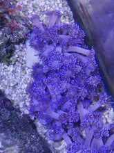 Lade das Bild in den Galerie-Viewer, Goniopora sp. – Lila Goniopora mit sehr langen Polypen