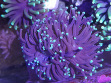 Lade das Bild in den Galerie-Viewer, Euphyllia Glabrescens Black Torch