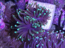 Lade das Bild in den Galerie-Viewer, Euphyllia Glabrescens Black Torch