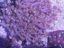 Lade das Bild in den Galerie-Viewer, Goniopora sp. – Weinrote Goniopora mit langen Polypen