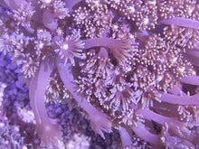 Lade das Bild in den Galerie-Viewer, Goniopora sp. – Weinrote Goniopora mit langen Polypen