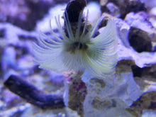 Lade das Bild in den Galerie-Viewer, Röhrenwurm gelb-weiss