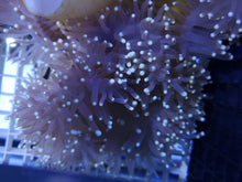 Lade das Bild in den Galerie-Viewer, Heteractis magnifica Prachtanemone