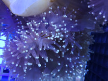 Lade das Bild in den Galerie-Viewer, Heteractis magnifica Prachtanemone