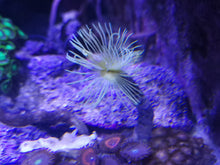 Lade das Bild in den Galerie-Viewer, Röhrenwurm gelb-weiss