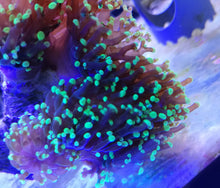 Lade das Bild in den Galerie-Viewer, Euphyllia glabrescens – Bicolor Fackelkoralle