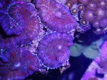 Lade das Bild in den Galerie-Viewer, Rhodactis Sp ultra red RAR