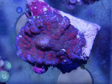 Lade das Bild in den Galerie-Viewer, Rhodactis Sp ultra red RAR