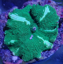 Lade das Bild in den Galerie-Viewer, Discosoma Sp. Scheibenanemone