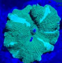 Lade das Bild in den Galerie-Viewer, Discosoma Sp. Scheibenanemone