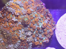 Lade das Bild in den Galerie-Viewer, Rhodactis spec. Scheibenanemone A- Grade – Bluish red