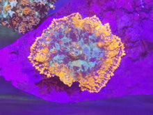 Lade das Bild in den Galerie-Viewer, Rhodactis Bulls Eyes Mushroom