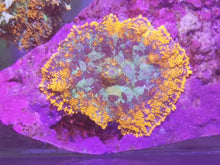 Lade das Bild in den Galerie-Viewer, Rhodactis Bulls Eyes Mushroom