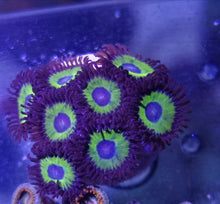 Lade das Bild in den Galerie-Viewer, Zoanthus sp – Zoanthus "Mean Green" Hulk
