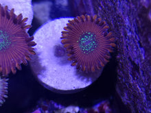 Lade das Bild in den Galerie-Viewer, Zoanthus sp – Zoanthus "Magician"